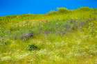 USA-Washington State-Palouse grass fields that were not being farmed Art Print